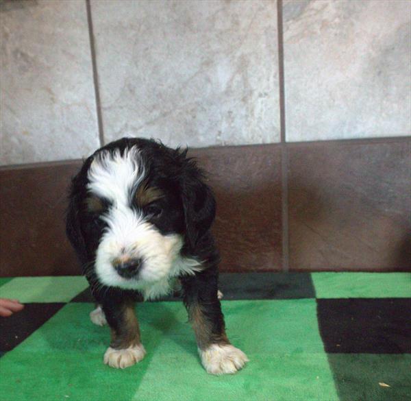 [#26447-03]  - Black M Bernedoodle Mini Puppies for Sale