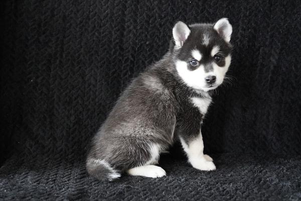 [#26383-01]  - Black / Tan M Alaskan Klee Kai Puppies for Sale