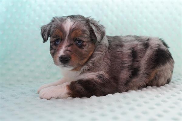 [#26439-02]  - Blue Merle F Miniature Australian Shepherd Puppies for Sale