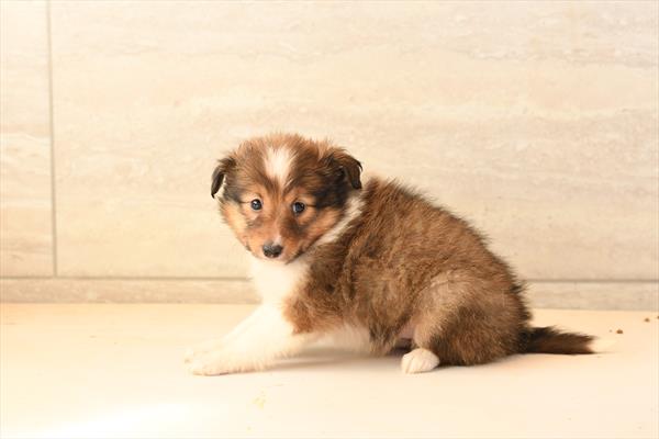 [#26336-06]  - Cream / Tan F Shetland Sheepdog Puppies for Sale