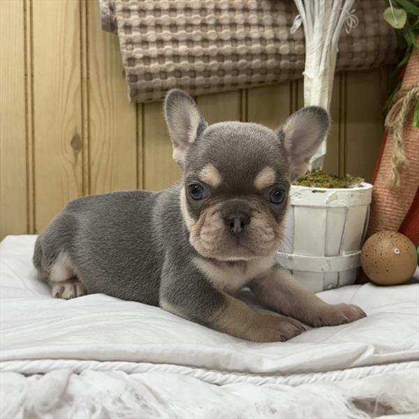 [#26398-01]  - Lilac / Tan M French Bulldog Puppies for Sale