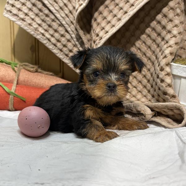 [#26525-02]  - Black / Tan M Yorkshire Terrier Puppies for Sale
