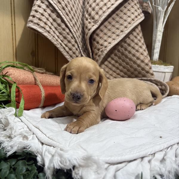 [#26526-01]  - Buff M Dachshund Puppies for Sale