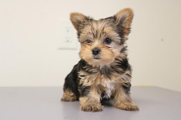 [#26476-03]  - Black / Tan F Yorkshire Terrier Puppies for Sale