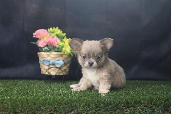 [#26332-04]  - Blue Fawn / White M Chihuahua Puppies for Sale