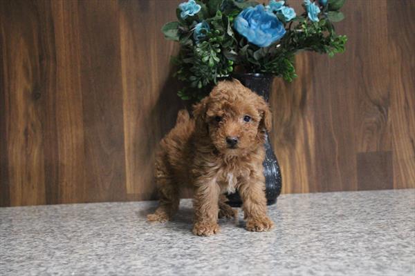 [#26435-01]  - Red M Maltipoo Puppies for Sale