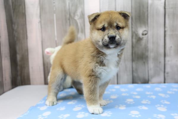 [#26460-03]  - Red Sesame M Shiba Inu Puppies for Sale