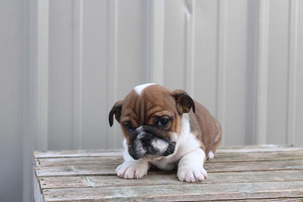 [#26491-02]  - Red / White F English Bulldog  Puppies for Sale