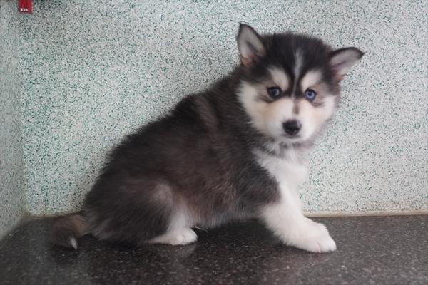 [#26459-02]  - Gray / White M Pomsky Puppies for Sale