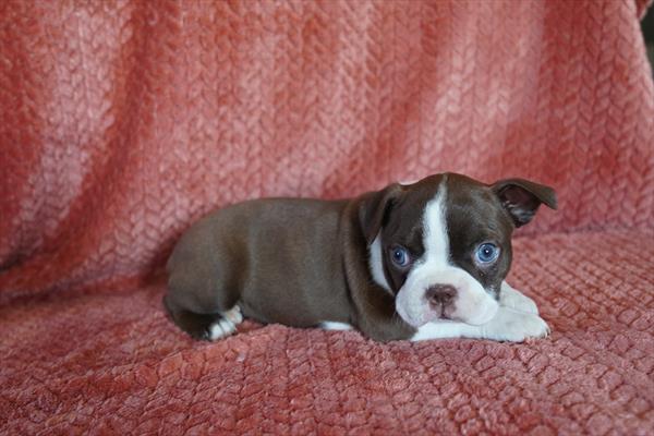 [#26612-04]  - Red / White F Boston Terrier Puppies for Sale