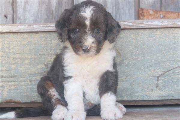 [#26859-01]  - Blue Merle M Bernedoodle Mini 2nd Gen Puppies for Sale