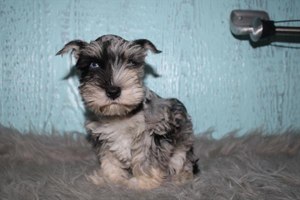[#26415-01]  - Blue Merle M Miniature Schnauzer Puppies for Sale