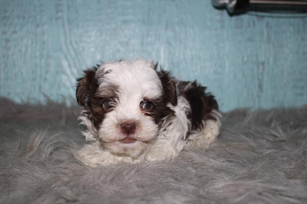 [#26468-01]  - Chocolate / White M Havanese Puppies for Sale