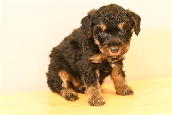[#26517-04]  - Black / Tan F Poodle Puppies for Sale