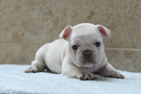 [#26530-04]  - Cream F French Bulldog Puppies for Sale