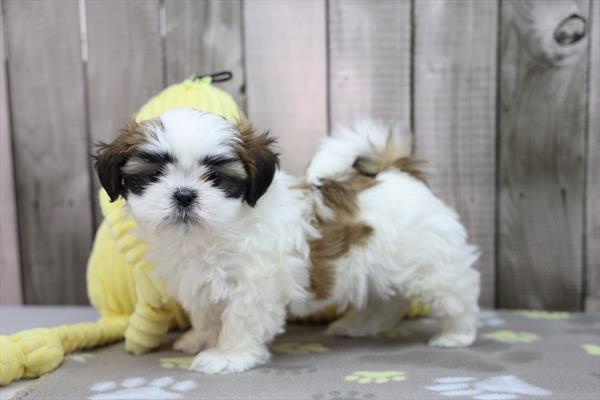 [#26655-02]  - Brindle / White F Shih Tzu Puppies for Sale