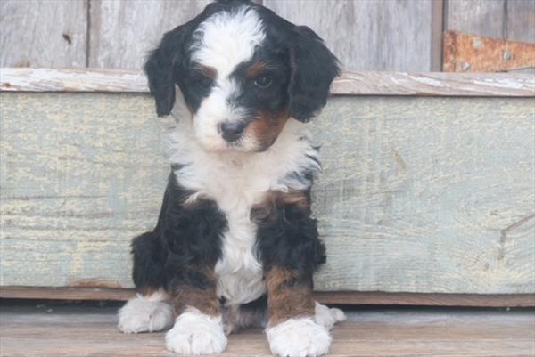 [#26925-02]  - Black M Bernedoodle Mini 2nd Gen Puppies for Sale