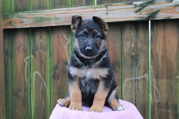 [#26841-06]  - Black / Tan F German Shepherd Dog Puppies for Sale