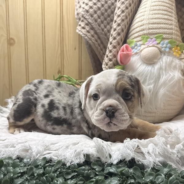 [#26607-06]  - Merle F Beabull Puppies for Sale