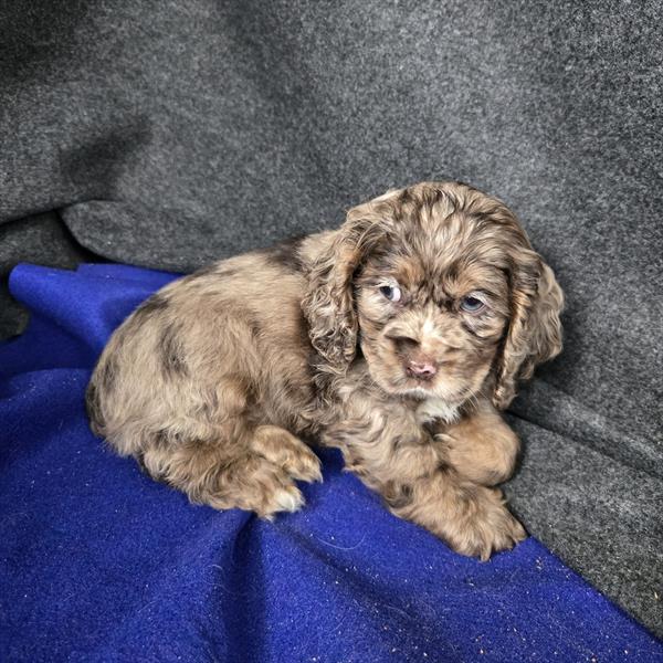 [#26603-01]  - Merle M Cocker Spaniel Puppies for Sale