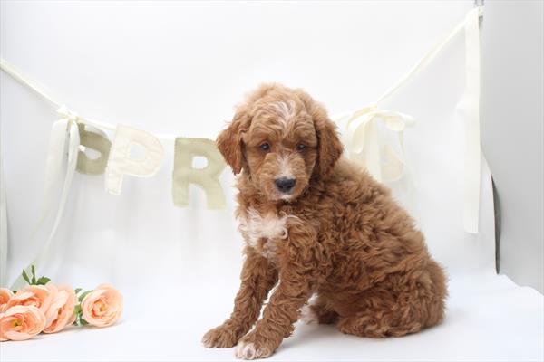 [#26840-01]  - Red M Goldendoodle Mini Puppies for Sale
