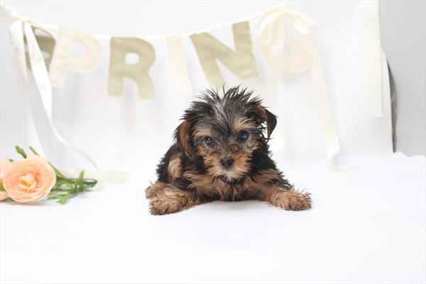 [#26511-03]  - Black / Tan F Yorkshire Terrier Puppies for Sale