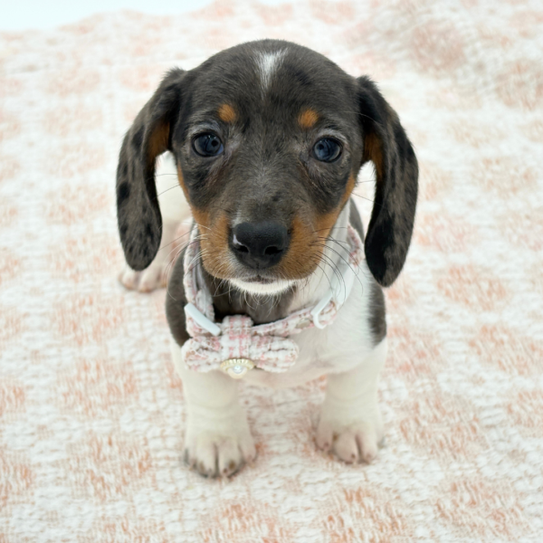 [#26316-03]  - Blue Dapple F Dachshund Puppies for Sale