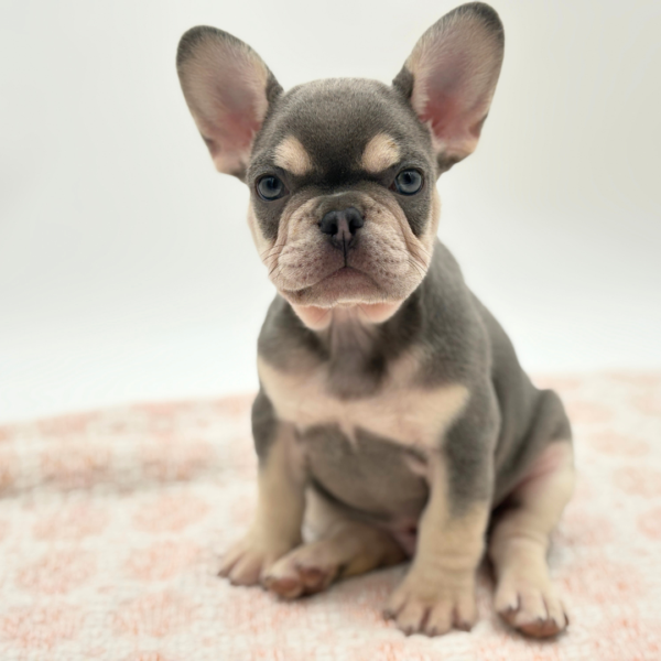 [#26398-01]  - Lilac / Tan M French Bulldog Puppies for Sale