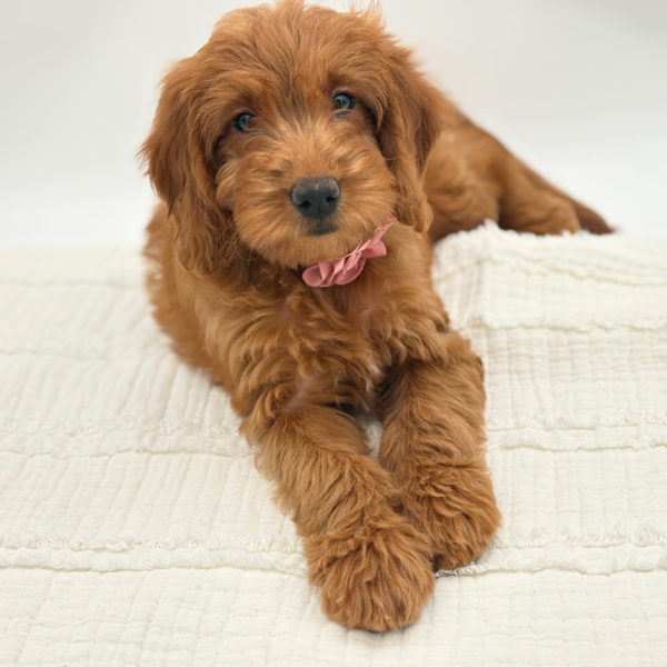 [#265-05]  - Red F Poodle Mini/Goldendoodle Mini Puppies for Sale