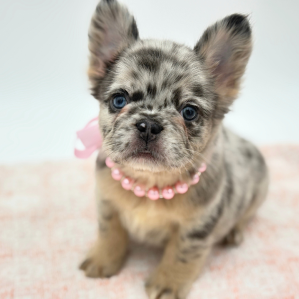 [#26625-04]  - Blue Merle F French Bulldog Puppies for Sale
