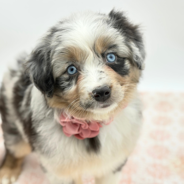 [#26438-04]  - Blue Merle F Miniature Australian Shepherd Puppies for Sale