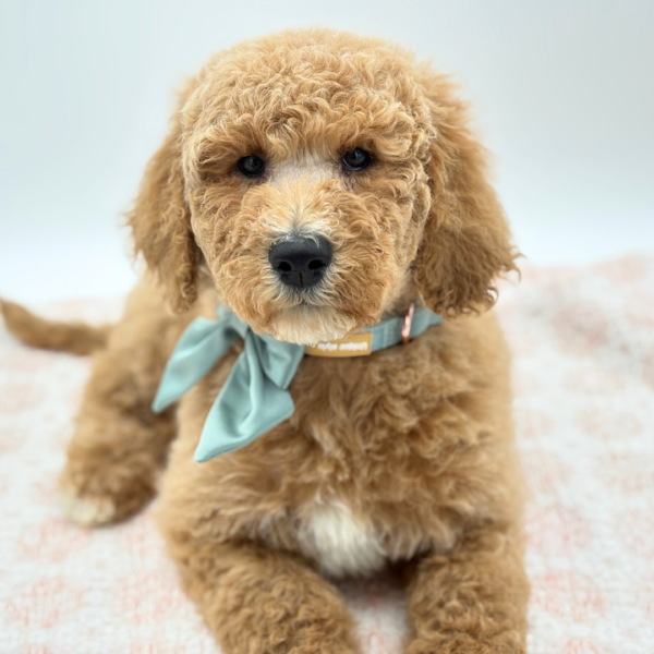 [#26561-07]  - Golden F Goldendoodle 2nd Gen Puppies for Sale