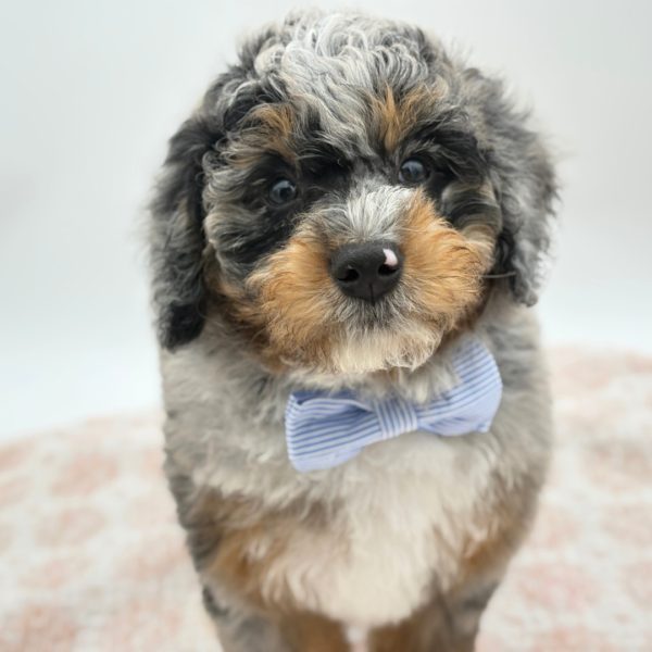 [#26639-03]  - Blue Merle M Bernedoodle Mini 2nd Gen Puppies for Sale