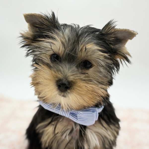 [#26536-01]  - Black / Tan M Yorkshire Terrier Puppies for Sale