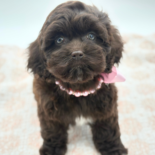 [#26622-04]  - Chocolate F Cock A Poo Puppies for Sale