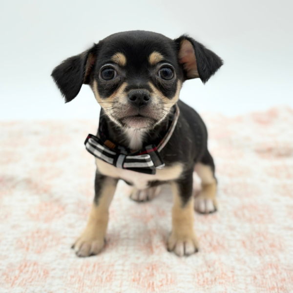 [#26151-01]  - Black / Tan M Chihuahua Puppies for Sale
