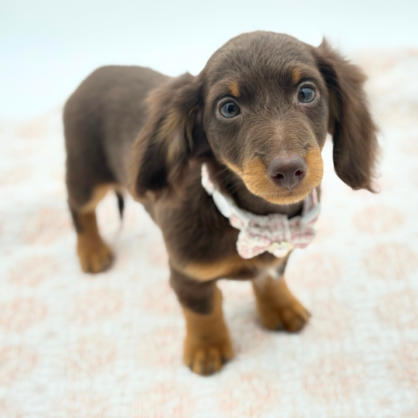 [#26481-04]  - Chocolate / Tan F Dachshund Puppies for Sale