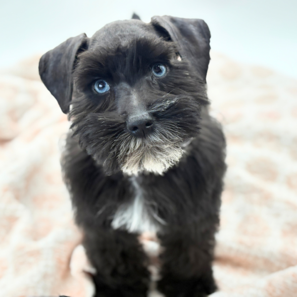 [#26342-02]  - Black M Miniature Schnauzer Puppies for Sale