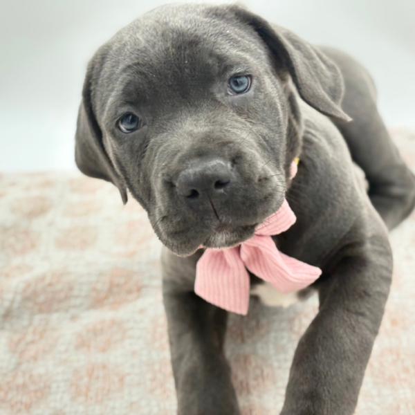 [#26162-04]  - Blue F Cane Corso Puppies for Sale