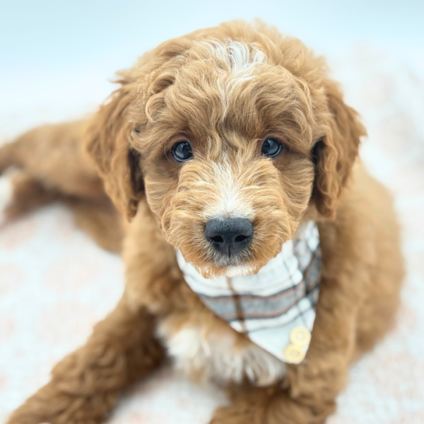 [#26840-01]  - Red M Goldendoodle Mini Puppies for Sale