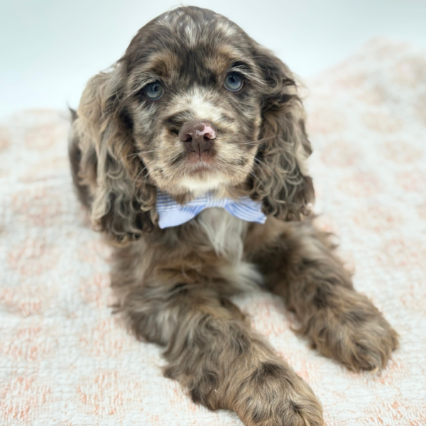 [#26603-01]  - Merle M Cocker Spaniel Puppies for Sale