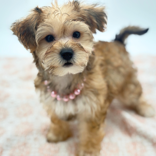 [#26359-04]  - Brown / Black F Yochon Puppies for Sale