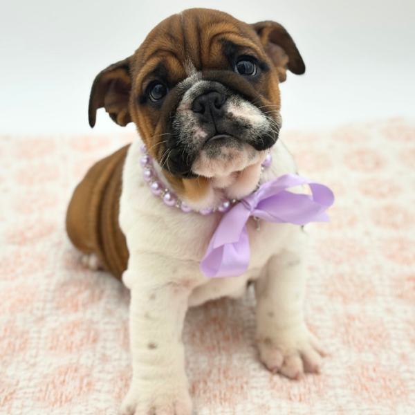 [#26491-02]  - Red / White F English Bulldog  Puppies for Sale