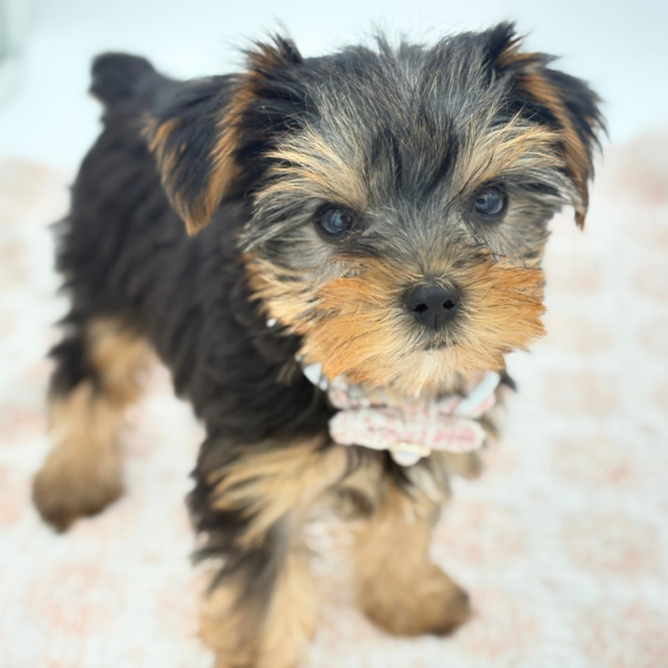[#26511-03]  - Black / Tan F Yorkshire Terrier Puppies for Sale