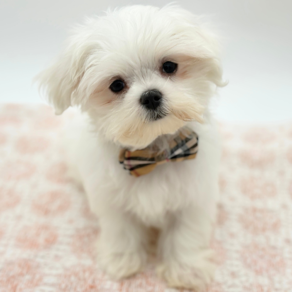 [#26443-01]  - White M Maltese Puppies for Sale