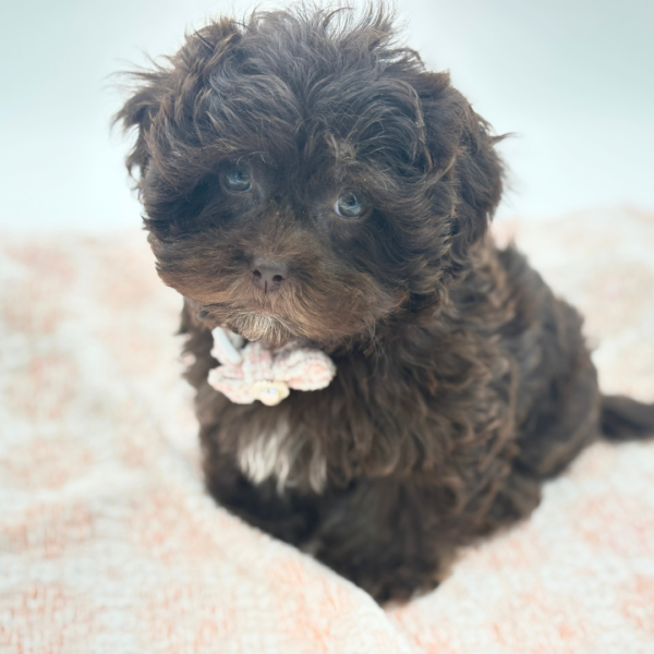 [#26251-05]  - Chocolate F ShizaPoo Puppies for Sale