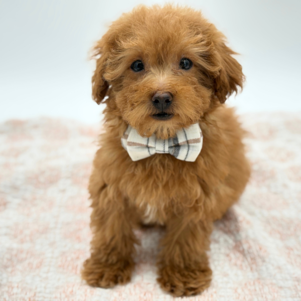 [#26435-01]  - Red M Maltipoo Puppies for Sale