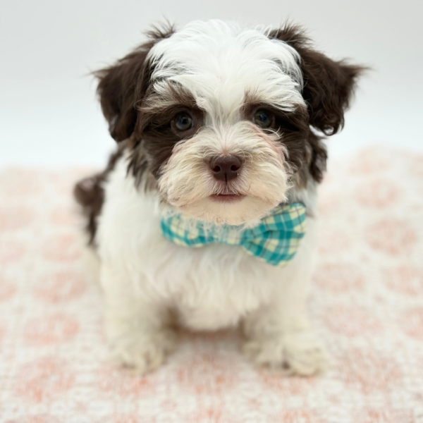 [#26468-01]  - Chocolate / White M Havanese Puppies for Sale