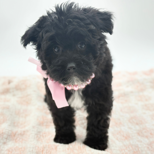 [#26221-05]  - Black F Yorkiepoo Puppies for Sale