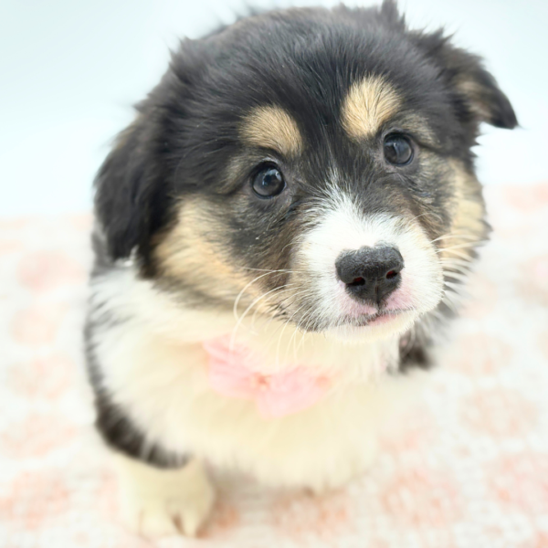 [#26296-05]  - Black F Pembroke Welsh Corgi Puppies for Sale